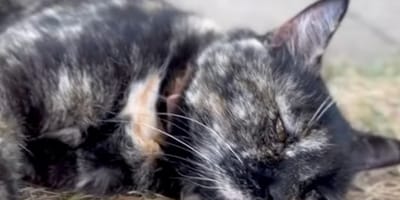 Une chatte âgée allongée par terre