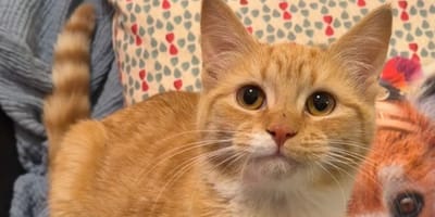 Une chatte au pelage roux abandonnée