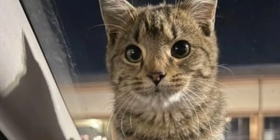 Une chatte aux grands yeux sauvée sur un parking un soir d'hiver