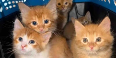 Une chatte errante a décidé d'aider un chaton trouvé seul dans la rue