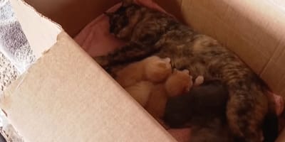 Een poes en haar kittens