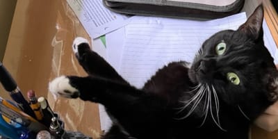 Una gattina nera