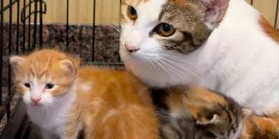 Eine dreifarbige Katze und Kätzchen