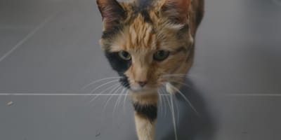 A tortoiseshell cat found outdoors