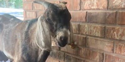 Una cabra