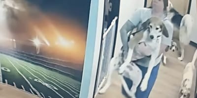 Une chienne a fait évader d'autres chiens d'une garderie