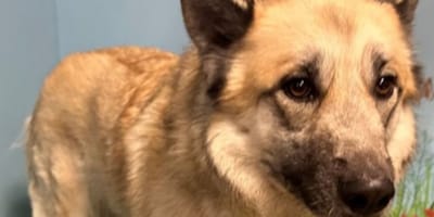 Une chienne abandonnée