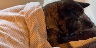 Une chienne abandonnée à 14 ans