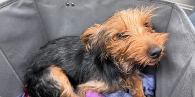 Een achtergelaten puppy met een infuus