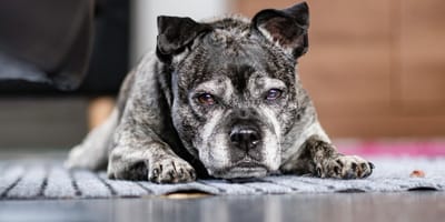 Una perra abandonada en una casa