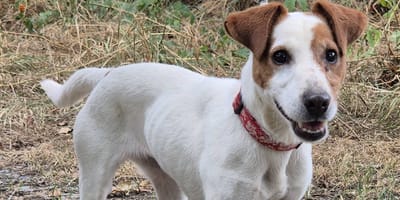 Une chienne âgée de 10 ans