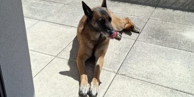 Une chienne allongée par terre