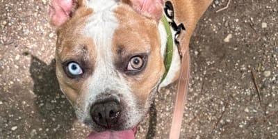 Une chienne aux yeux de deux couleurs différentes