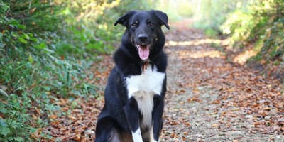 Une chienne berger qui attend sa famille