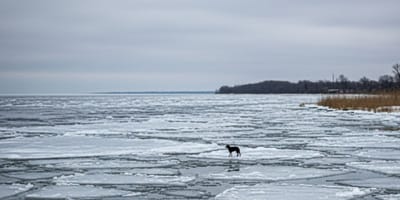 A dog trapped on a frozen lake in winter