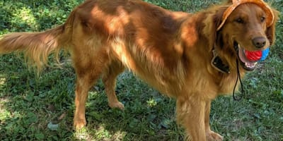 A female dog in the outdoors