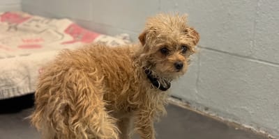 Une chienne dans un refuge