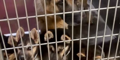 Une chienne dans un refuge avec ses chiots