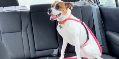 Une chienne dans une voiture