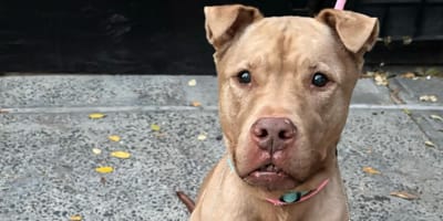 A 9-year-old brown Pit Bull in rescue
