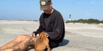 Een hond ontdekt het strand