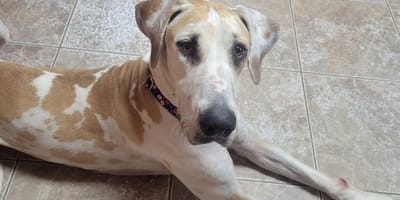 Une chienne Dogue allemand