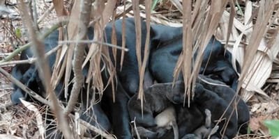 Een hond in nood in het bos met haar puppy's