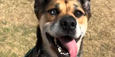 Eine Hündin wartet im Tierheim auf ein neues Zuhause