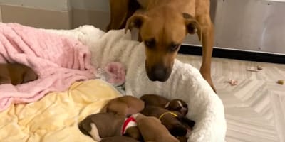 Une chienne et ses 14 petits