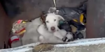 Una perra y sus cachorros en un cubo de basura