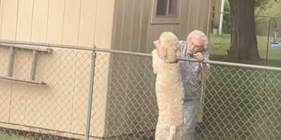 Een hond en een oudere vrouw voor een hek