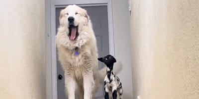 Een hond en een klein geitje