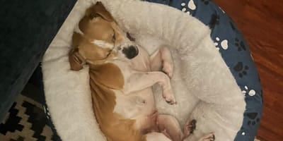 Une chienne gestante allongée