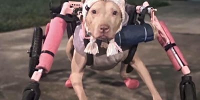 Eine gelähmte Pitbull-Hündin in ihrem Rollstuhl