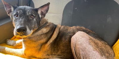 Une chienne Malinoise qui cherche un adoptant