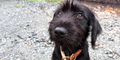 Une chienne noire abandonnée