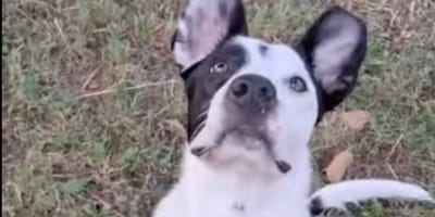 Une chienne noire et blanche à l'adoption