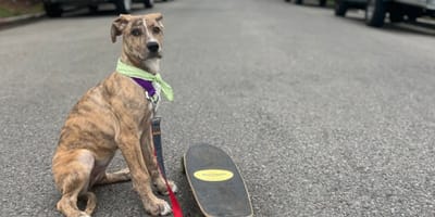Une chienne près d'un skate