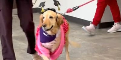 Une chienne qui célèbre sa bataille contre le cancer