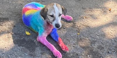 Una perra cubierta de pintura de todos los colores