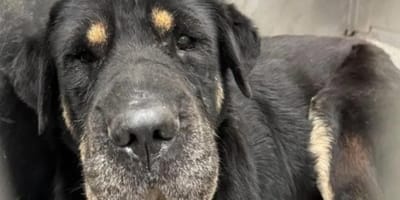 Une chienne triste
