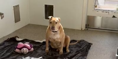 Een trieste hond in een asiel