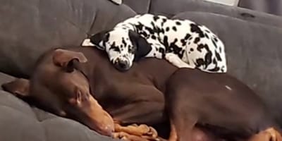 Eine Dalmatinerin und ein Dobermann