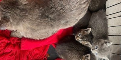 Une famille de chats