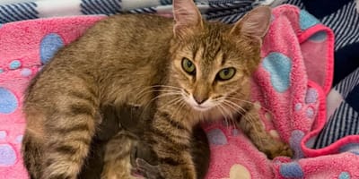 Una famiglia di gatti