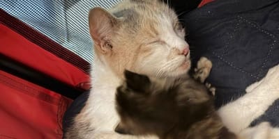 Une famille de chats