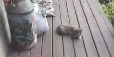 Una famiglia di gatti