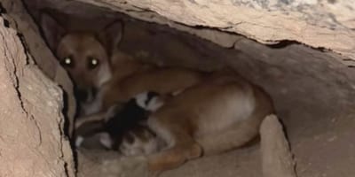 Une famille de chiens