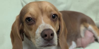 Una femmina di Beagle incinta