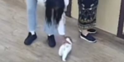 Una donna che ruba un cucciolo di cane